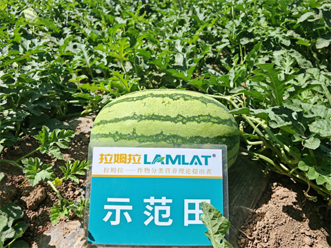 水溶肥,西瓜種植,拉姆拉滴灌級(jí)特種肥