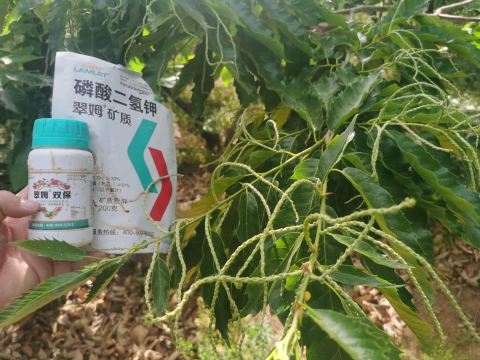 水溶肥品牌,板栗種植,拉姆拉滴灌級特種肥