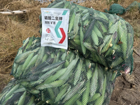 拇指玉米種植,翠姆磷酸二氫鉀,拉姆拉滴灌級特種肥