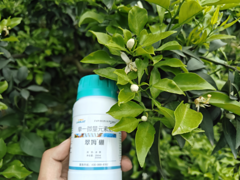 水溶肥品牌,柑橘施肥,翠姆水溶肥