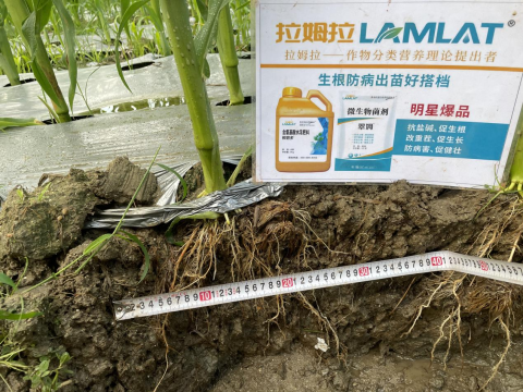 水溶肥廠家,甜脆玉米種植,拉姆拉滴灌級(jí)特種肥