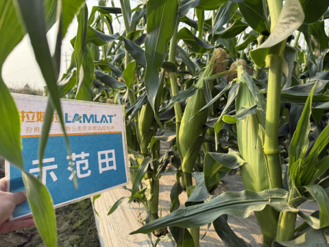 水溶肥廠家,甜脆玉米種植,拉姆拉滴灌級(jí)特種肥