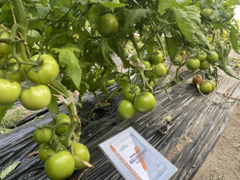 水溶肥,番茄種植,拉姆拉滴灌級特種肥