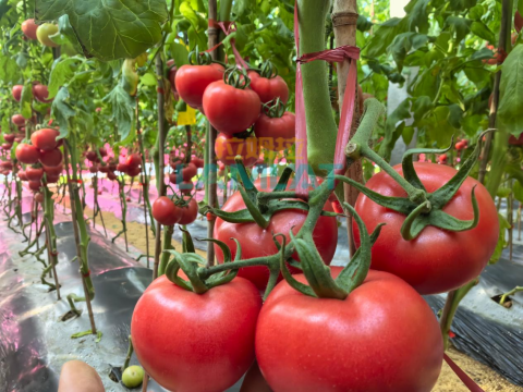 水溶肥,番茄種植,拉姆拉滴灌級特種肥