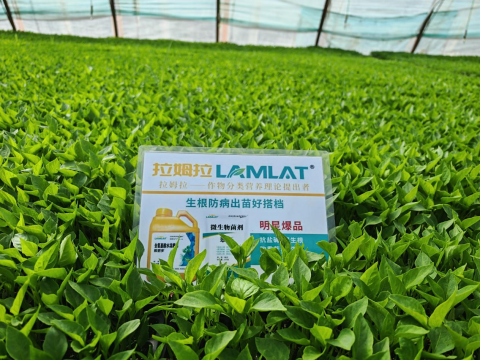 辣椒育苗,水溶肥,拉姆拉滴灌級(jí)特種肥