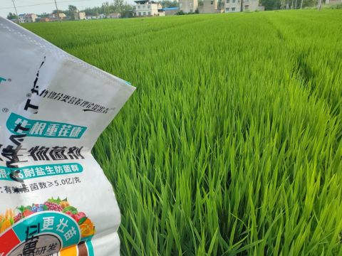 水溶肥廠家,大田種植,拉姆拉滴灌級特種肥