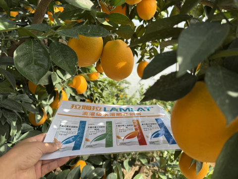 水溶肥,臍橙種植,拉姆拉滴灌級特種肥