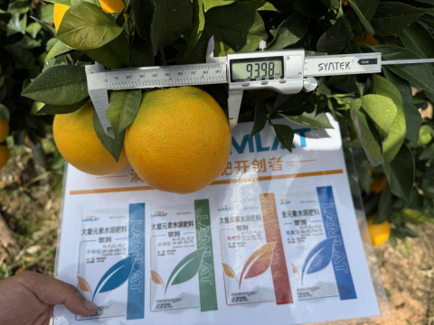 水溶肥,臍橙種植,拉姆拉滴灌級特種肥