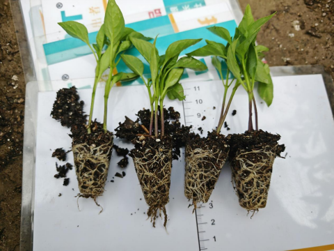 水溶肥廠家,辣椒施肥,翠姆水溶肥