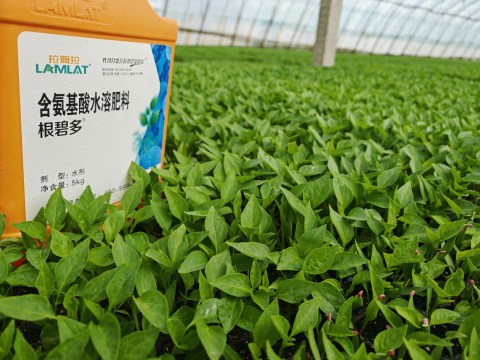 水溶肥廠家,辣椒施肥,翠姆水溶肥