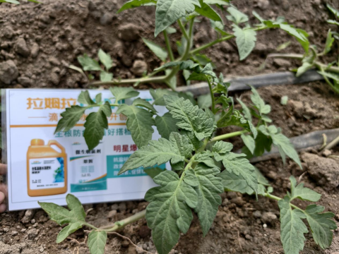 水溶肥,番茄施肥,拉姆拉滴灌級(jí)特種肥