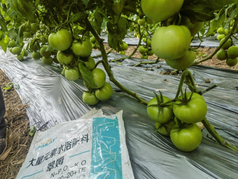 水溶肥,番茄施肥,拉姆拉滴灌級(jí)特種肥