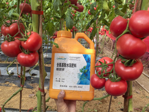 水溶肥,番茄施肥,拉姆拉滴灌級(jí)特種肥