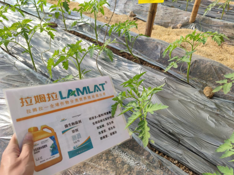 水溶肥,番茄施肥,拉姆拉滴灌級(jí)特種肥