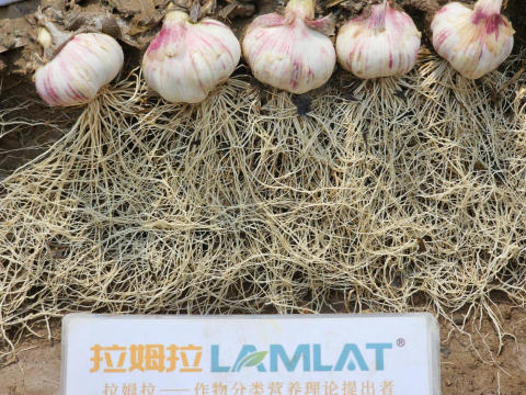 水溶肥廠家,大蒜施肥,拉姆拉滴灌級特種肥