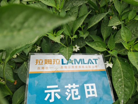 水溶肥廠家,辣椒施肥,拉姆拉滴灌級特種肥